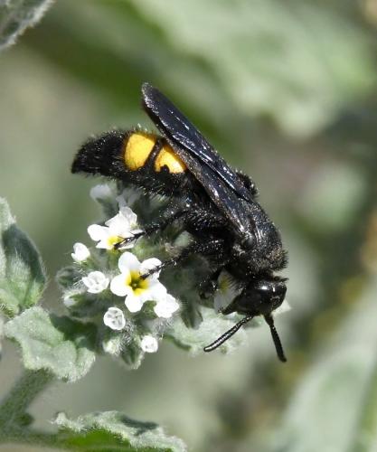 Réf. 214 183 : Scolia hirta